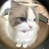 poeny_fww