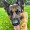 gangstashepherd