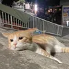 linhhcutephomaique52