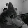 stalkinlove