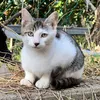 meomuoppro102