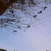 aleniarasa
