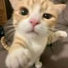 mogkuyray