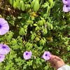 ahad_394