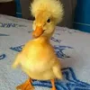 _ledo4_