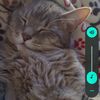animaladvocate12