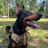 bruno.the.dobermanpinsch