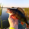 denisyurievich812