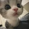 mdzzchd