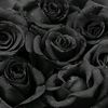 amelrbb