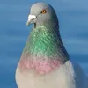 lokomoko6969