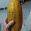 pexegordo8