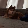 meatball_daisy123