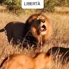 luposolitario11111