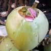 tri.wibowo864