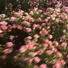 ume_yangbowen0106