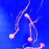 nominom04