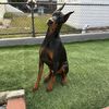 doberman_rockyy