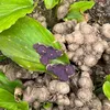 Tín Lê Mê Thực Vật