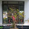 nguoinhaque129