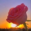 fawadahmadzai02