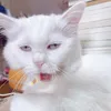 trinhnguyennn6868
