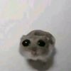 hamster_meme237