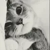 nikette4