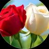 shakil.islam8281