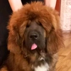 tibetan_mastiff95