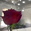 master_elya5