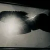 wsket_