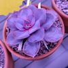 petsafeplants