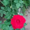 lili45493