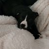 shyshy649