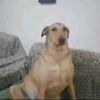 sawntomas12