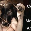 noalmaltratoanimal244
