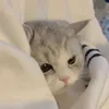 Chúp