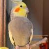 ,