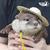 captainotterbubbles