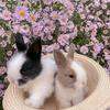 bunniesandshii