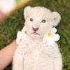 Lion cafe ชมพูนะจ่ะแม๊เอง🦁