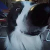 collie.life