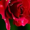 wardhia.nanda