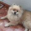 rosarominguera
