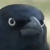 edgooes
