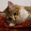 minou4560