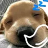 trongphuchihiiiii