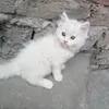 kajalpari013