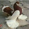 zwadh27